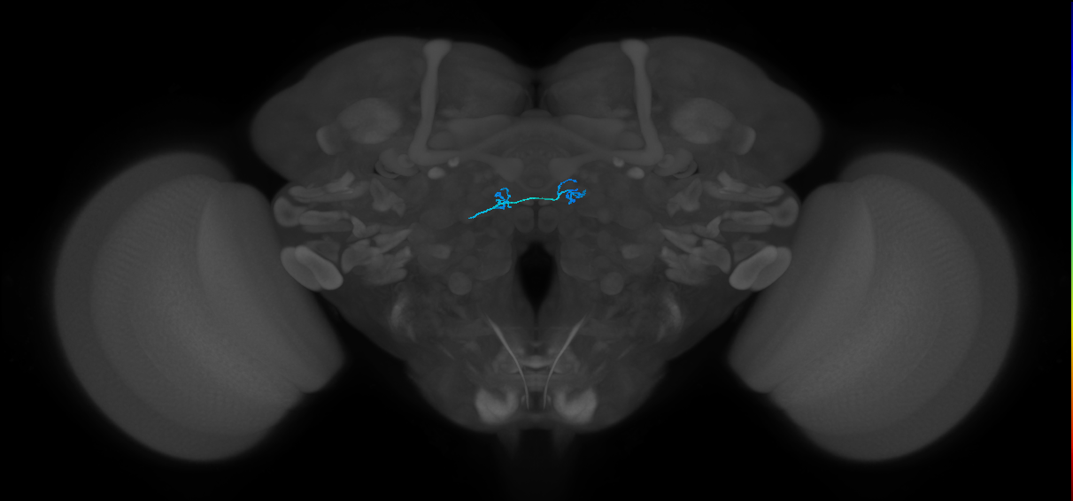 ORN_DM1_L (FlyEM-HB:1697276648)