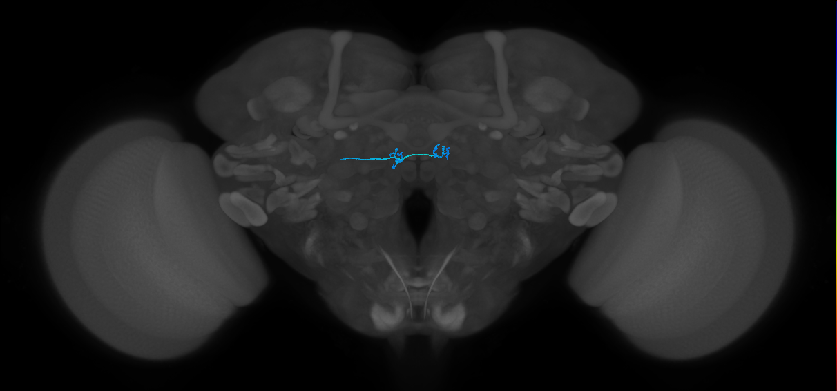 ORN_DM1_L (FlyEM-HB:1697613513)
