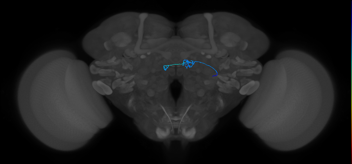 ORN_DM1_R (FlyEM-HB:1697945569)