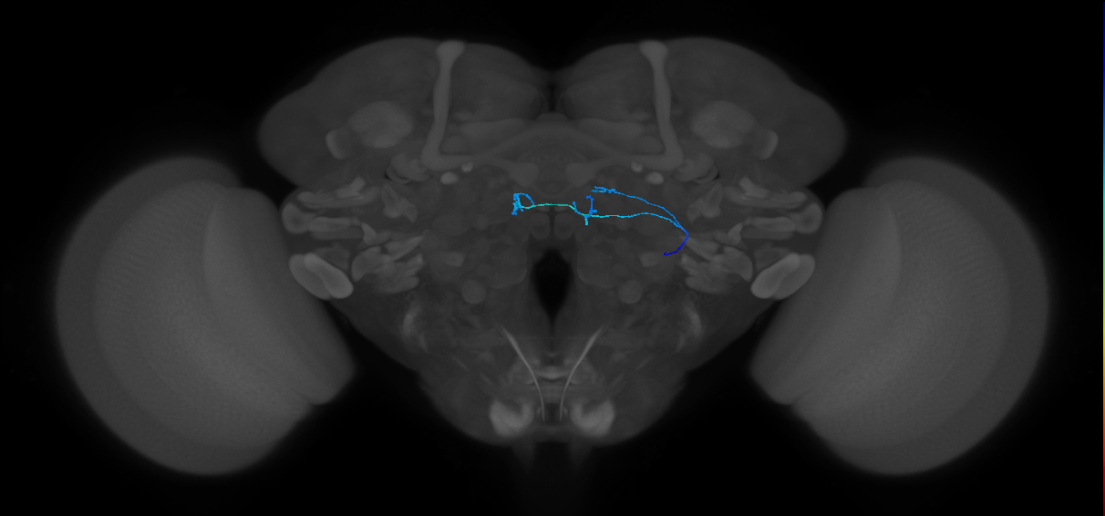 ORN_DM1_R (FlyEM-HB:1698693312)