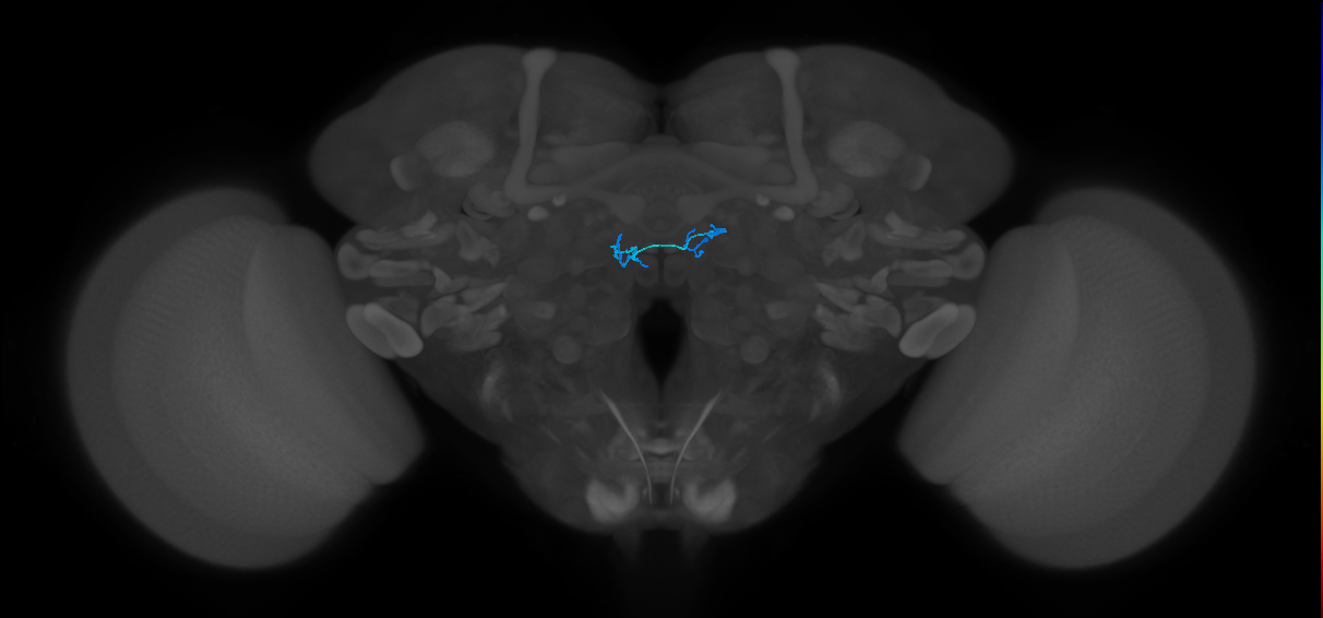 ORN_DM1_L (FlyEM-HB:5812995952)