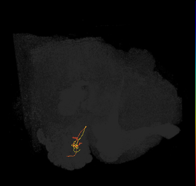 ORN_DM2_L (FlyEM-HB:1854876962)
