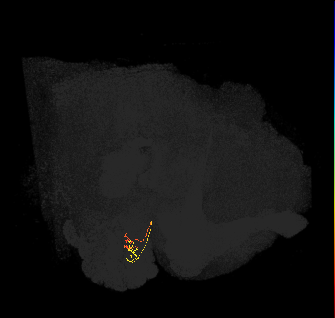 ORN_DM2_R (FlyEM-HB:1793152975)
