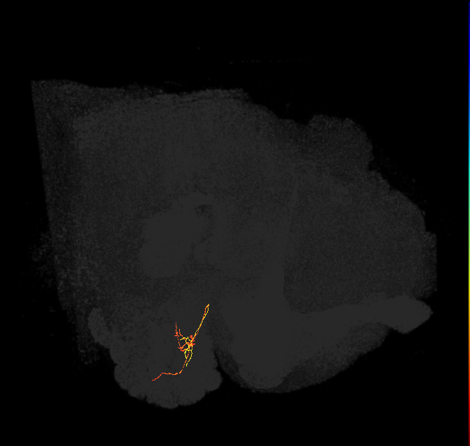 ORN_DM2_L (FlyEM-HB:1762109467)