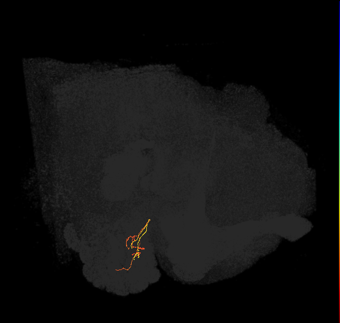 ORN_DM2_L (FlyEM-HB:1791784021)