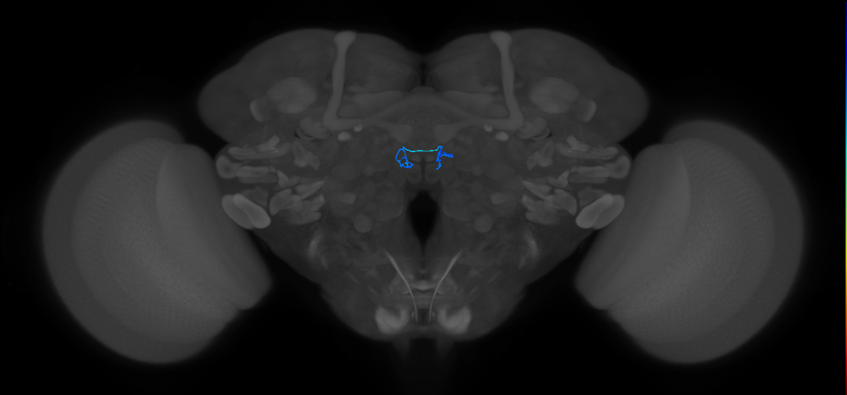 ORN_DM2_R (FlyEM-HB:5812995235)