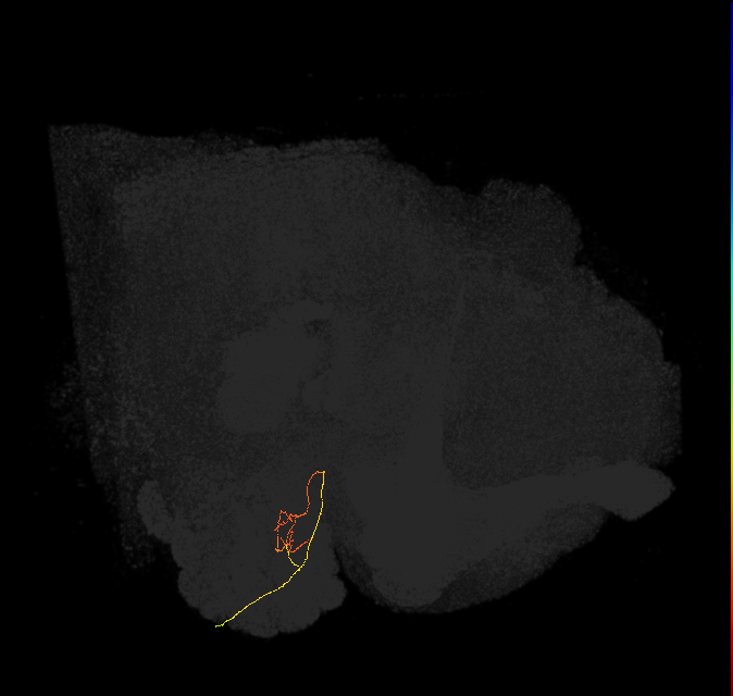 ORN_DM2 (FlyEM-HB:1792461774)