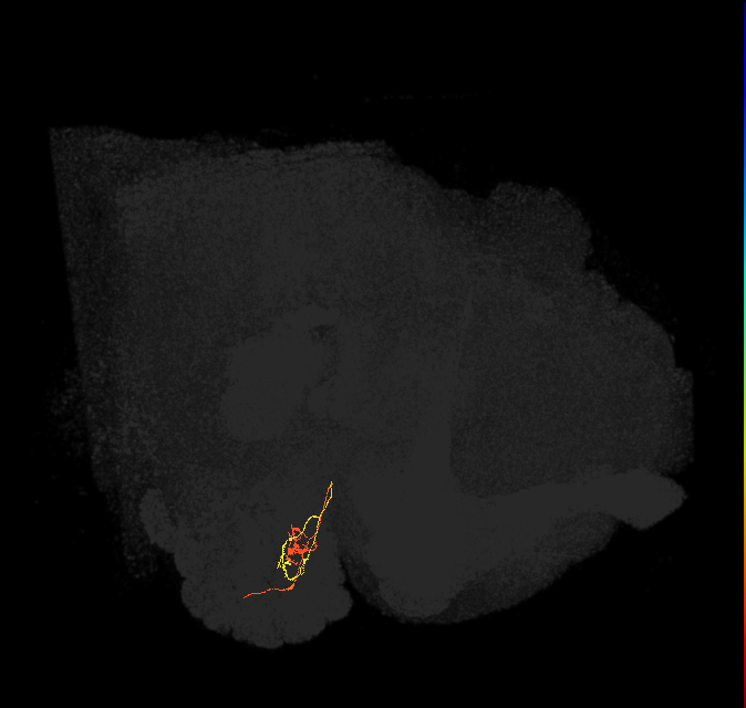 ORN_DM2_L (FlyEM-HB:1793489216)