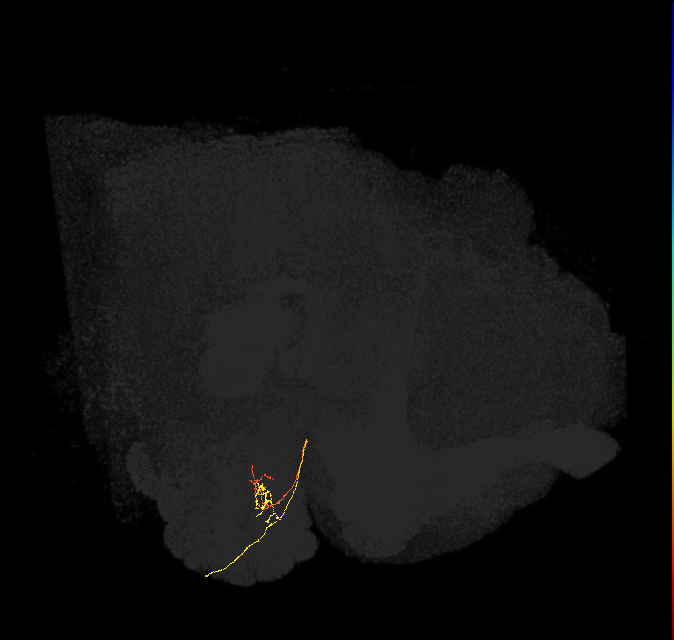 ORN_DM2_R (FlyEM-HB:1794793680)