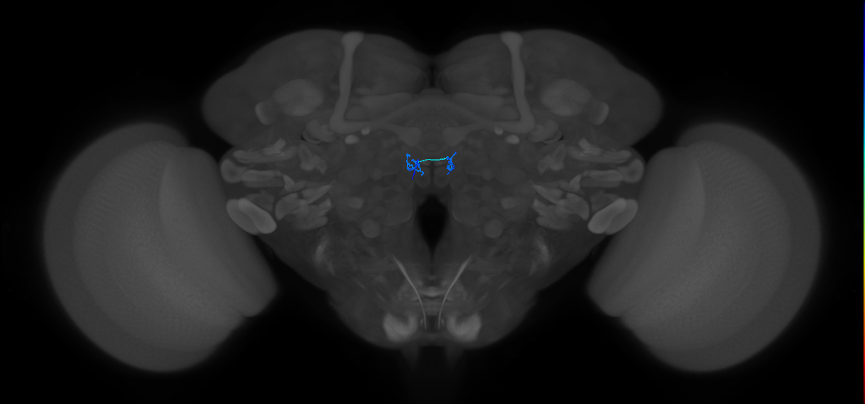 ORN_DM2_L (FlyEM-HB:1762463737)