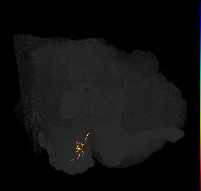 ORN_DM2_L (FlyEM-HB:1697617570)