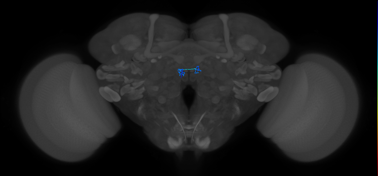 ORN_DM2_L (FlyEM-HB:1697617570)