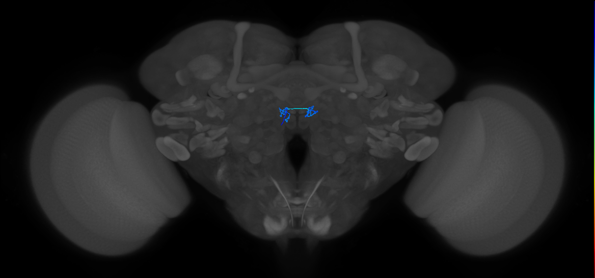 ORN_DM2_L (FlyEM-HB:1697949895)