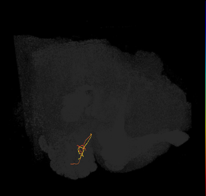 ORN_DM2_L (FlyEM-HB:1791784002)