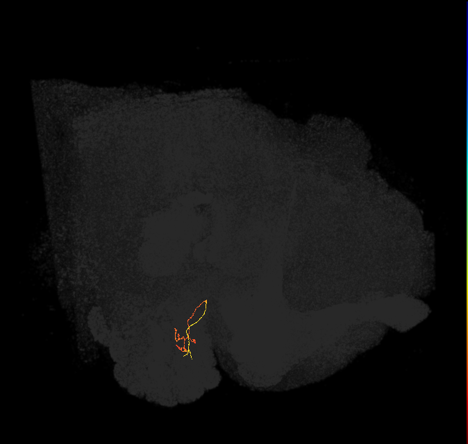 ORN_DM2_R (FlyEM-HB:1791443060)