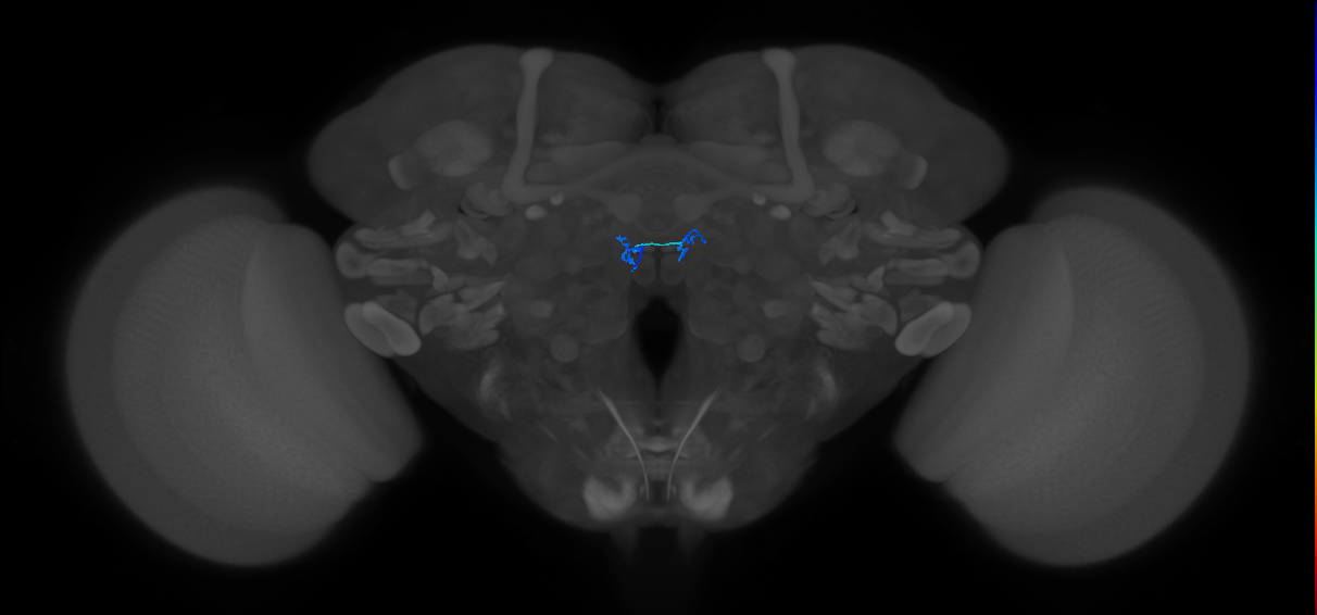 ORN_DM2_L (FlyEM-HB:1791784044)