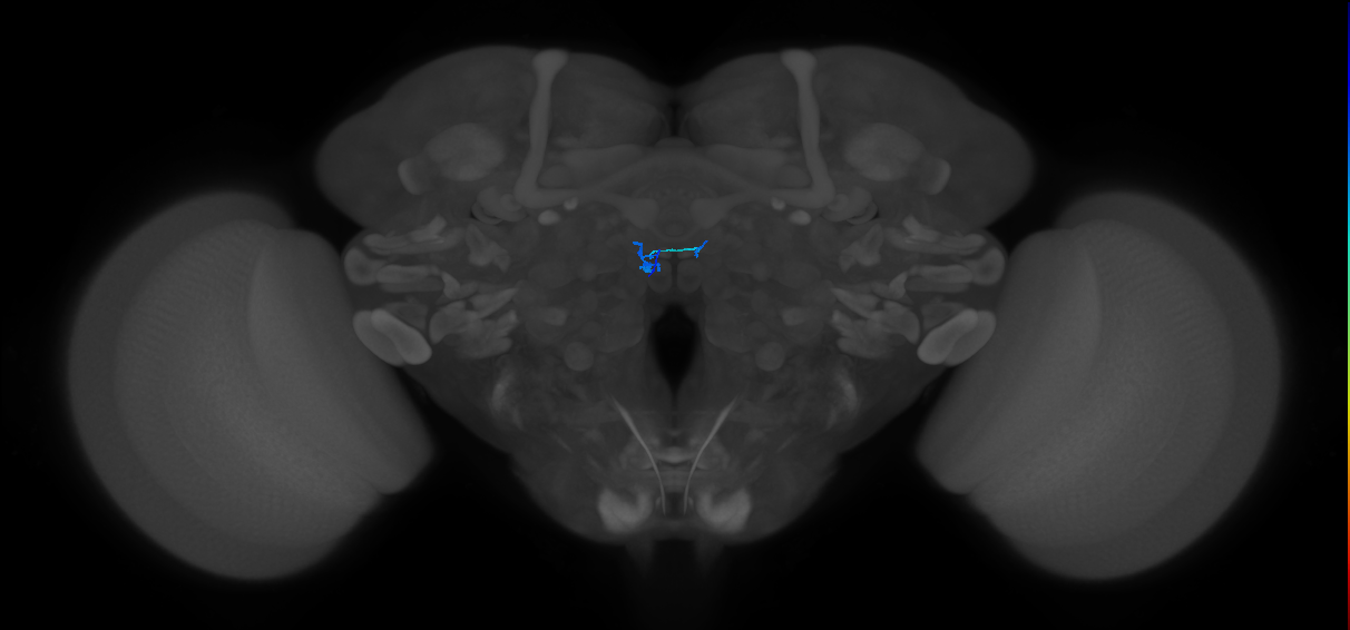 ORN_DM2_L (FlyEM-HB:1791442945)