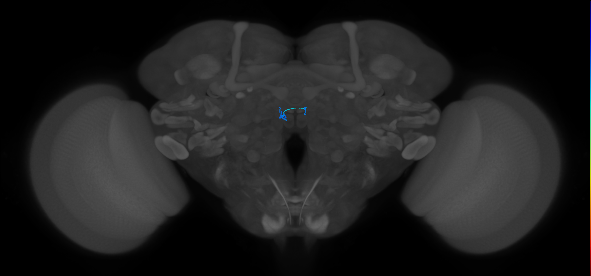 ORN_DM2 (FlyEM-HB:1793498041)