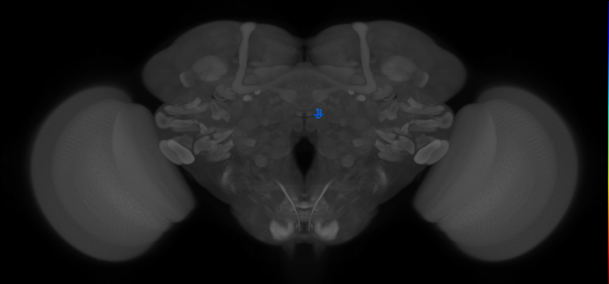 ORN_DM2 (FlyEM-HB:1794115672)