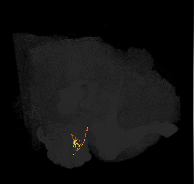 ORN_DM2_R (FlyEM-HB:1793498432)