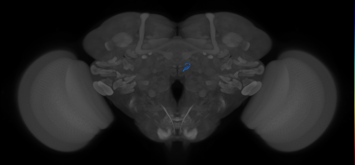 ORN_DM2 (FlyEM-HB:5813041075)