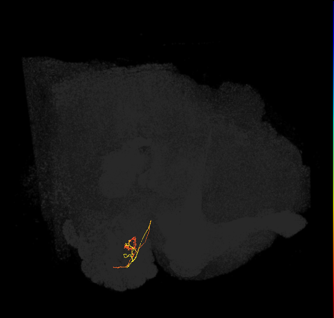 ORN_DM2_L (FlyEM-HB:1793830155)