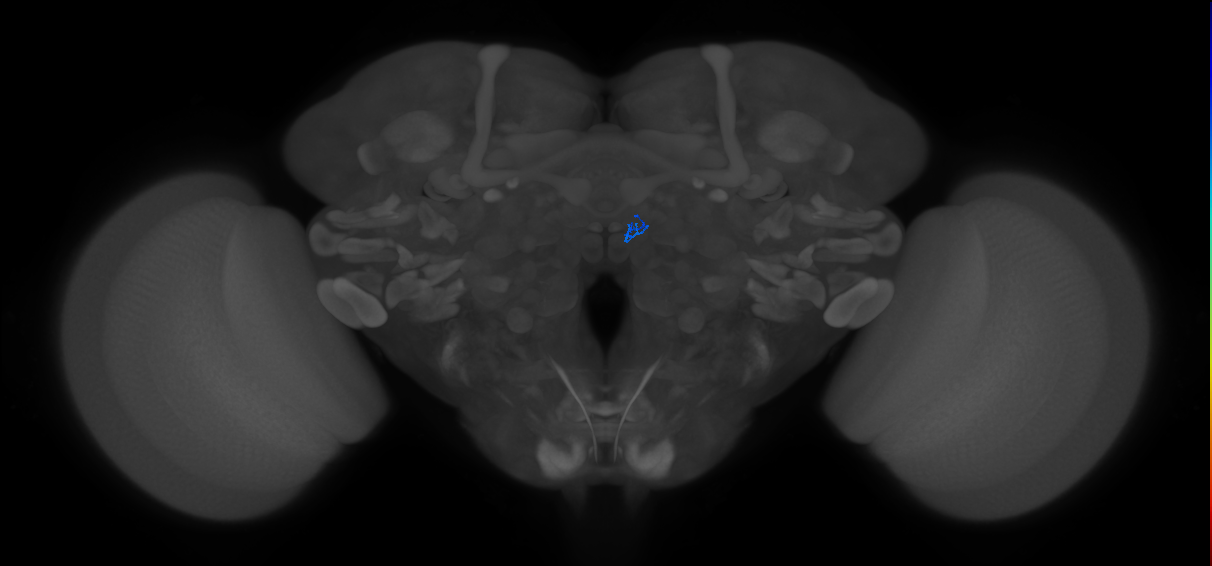 ORN_DM2 (FlyEM-HB:1824805341)