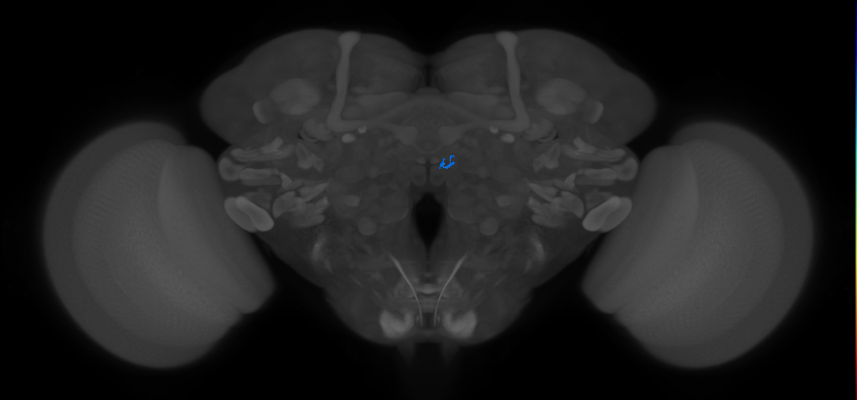 ORN_DM2 (FlyEM-HB:1824801327)