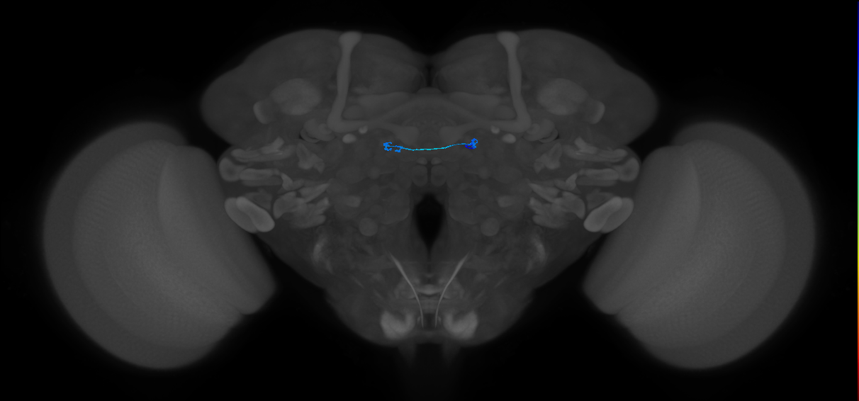 ORN_DM3_R (FlyEM-HB:1668335478)
