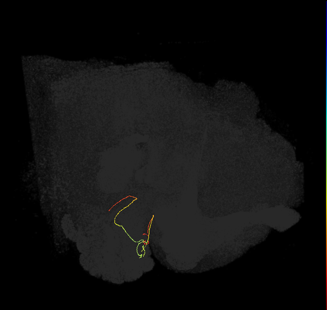 ORN_DM3_L (FlyEM-HB:1700980443)