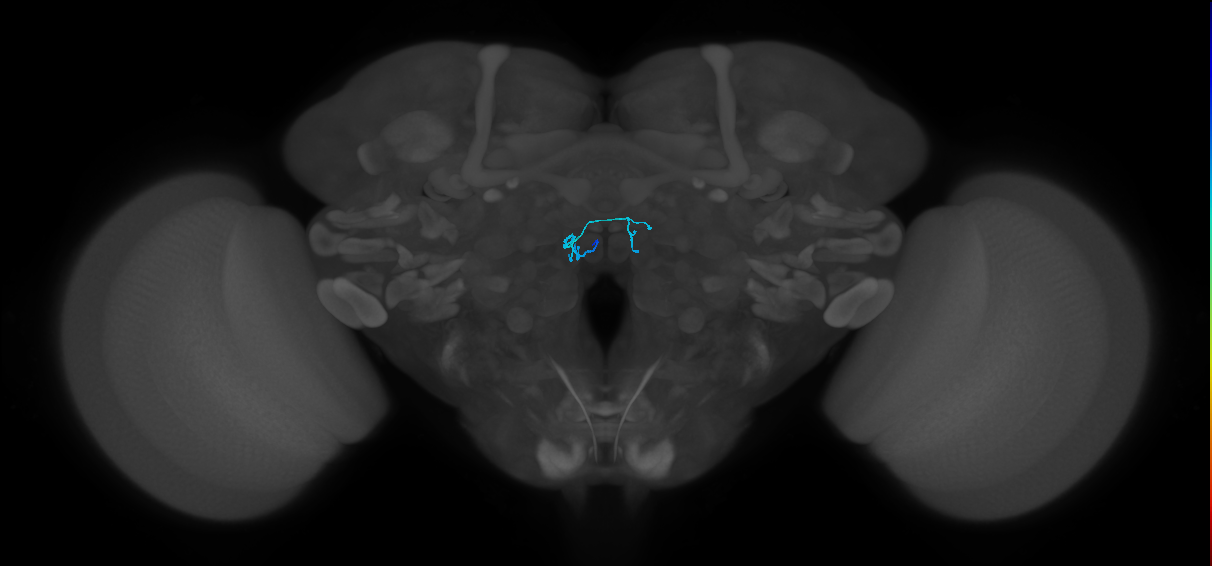 ORN_DM4_L (FlyEM-HB:1790079036)