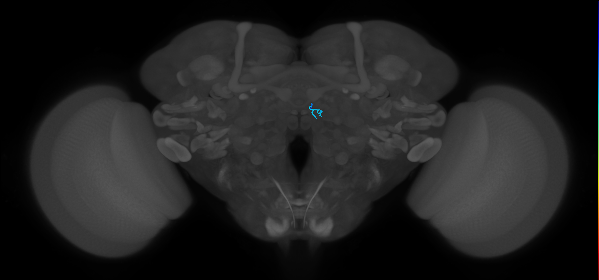 ORN_DM4_R (FlyEM-HB:1667929794)