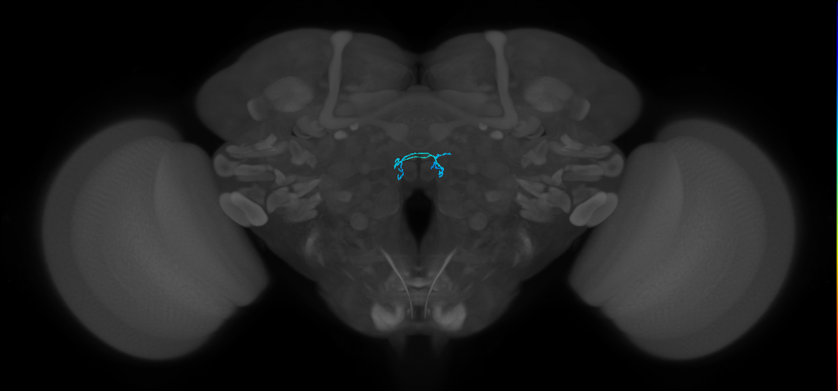 ORN_DM4_R (FlyEM-HB:1697609381)