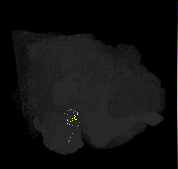 ORN_DM4_L (FlyEM-HB:1698338958)