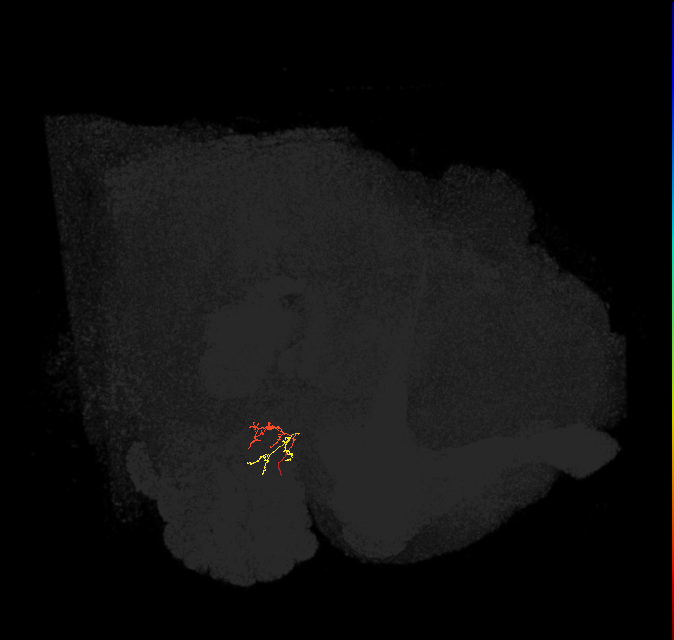 ORN_DM4_L (FlyEM-HB:1697613506)
