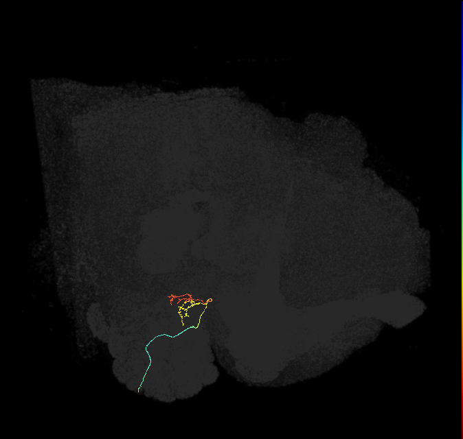 ORN_DM4_R (FlyEM-HB:1697941039)