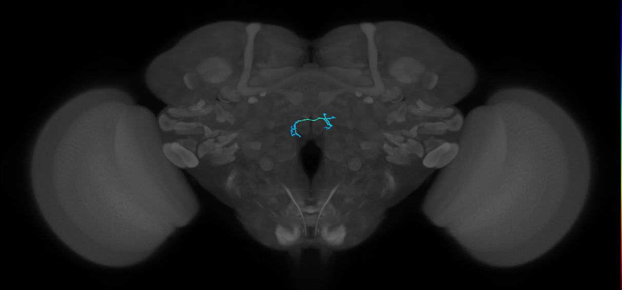 ORN_DM4_L (FlyEM-HB:1729312828)