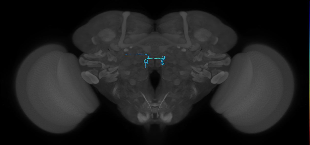 ORN_DM4_L (FlyEM-HB:1698338840)
