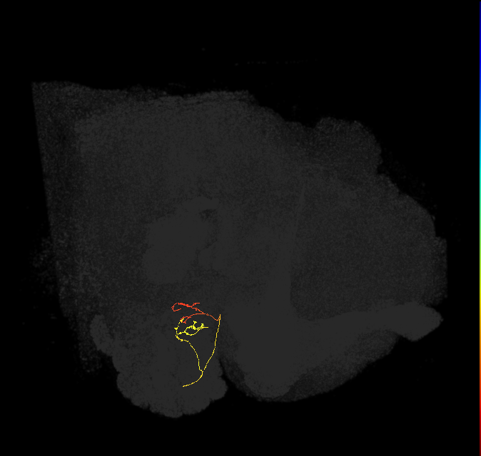 ORN_DM4_R (FlyEM-HB:1729995175)