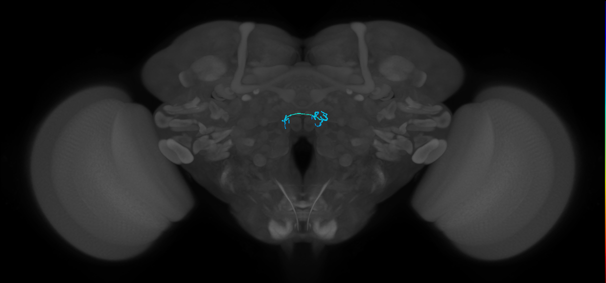 ORN_DM4_R (FlyEM-HB:1727987554)