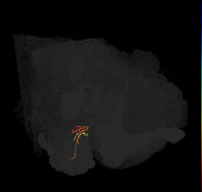 ORN_DM4_L (FlyEM-HB:1727996245)