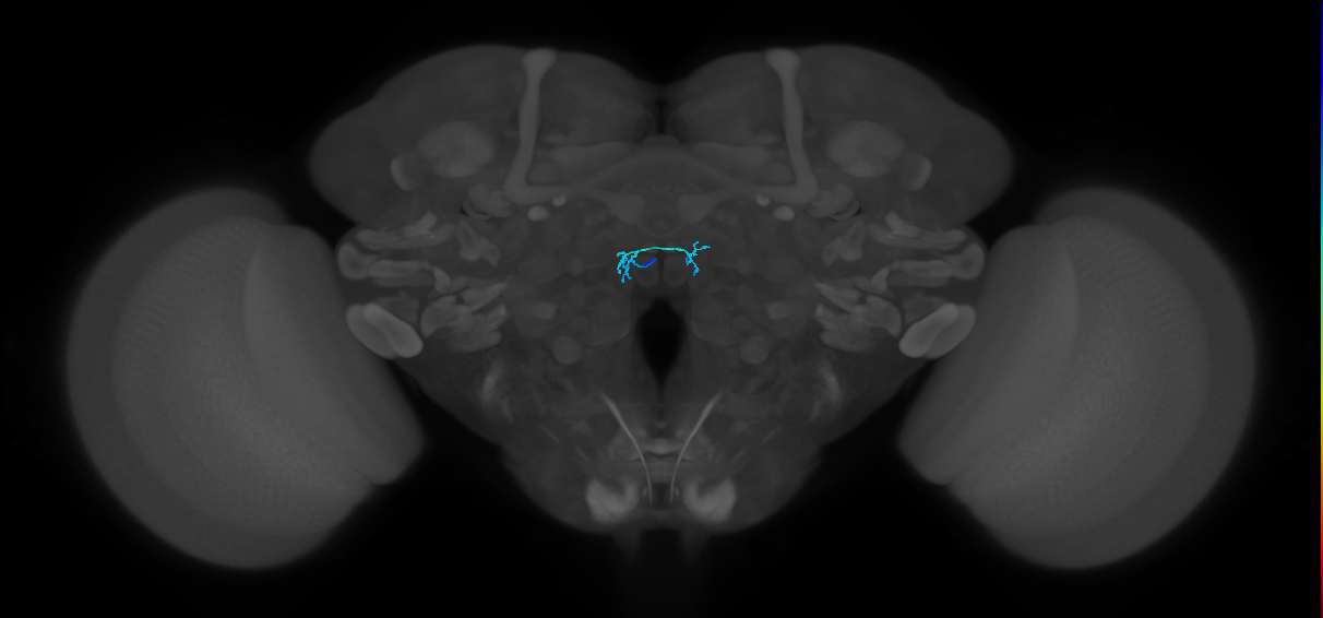 ORN_DM4_L (FlyEM-HB:1727996245)