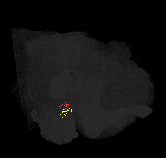 ORN_DM4_R (FlyEM-HB:1728311554)