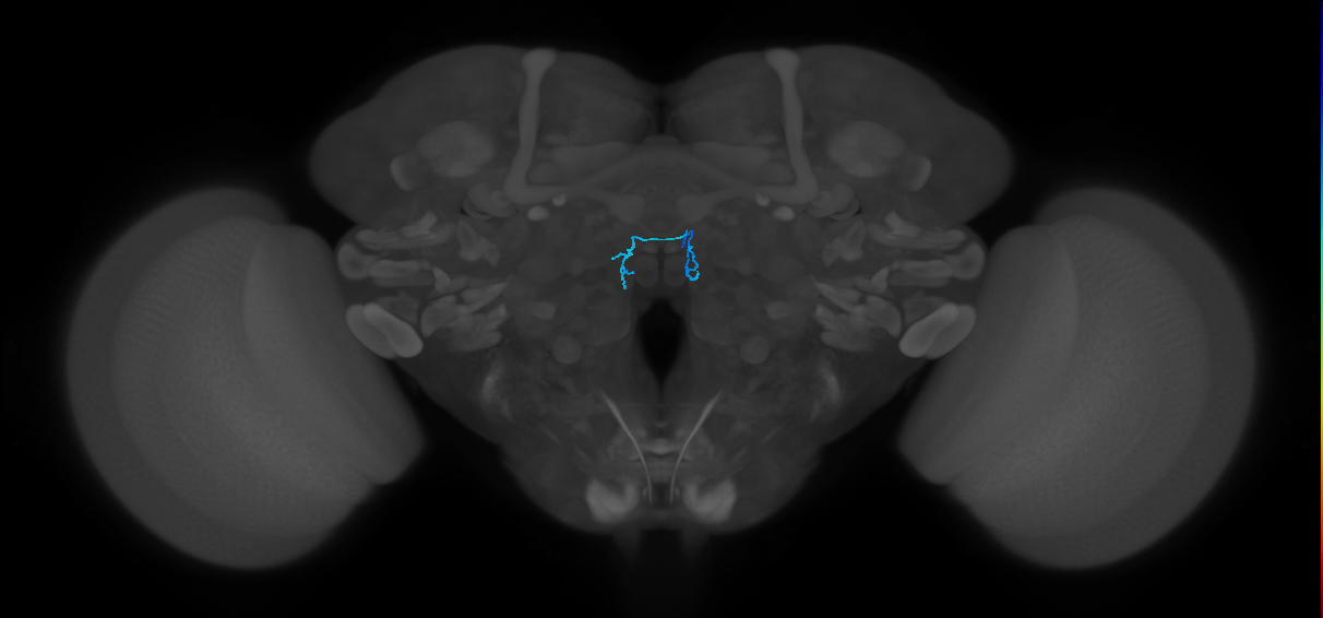 ORN_DM4_R (FlyEM-HB:1666928495)