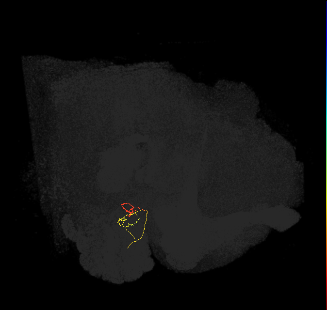 ORN_DM4_R (FlyEM-HB:1759670012)