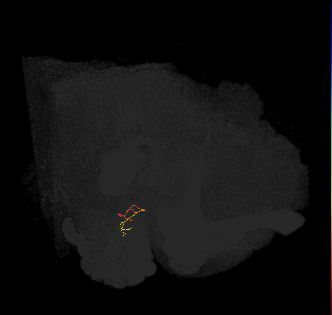 ORN_DM4_R (FlyEM-HB:1790770089)