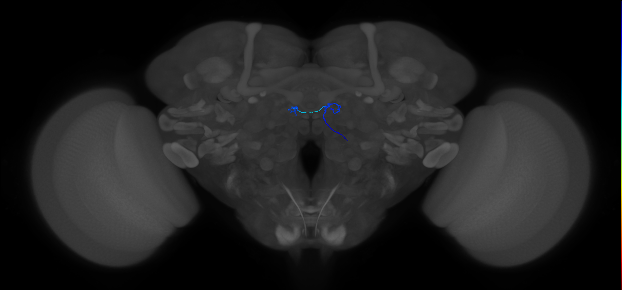 ORN_DM6_R (FlyEM-HB:1826492720)