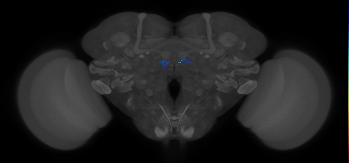 ORN_DM6_L (FlyEM-HB:5813083541)