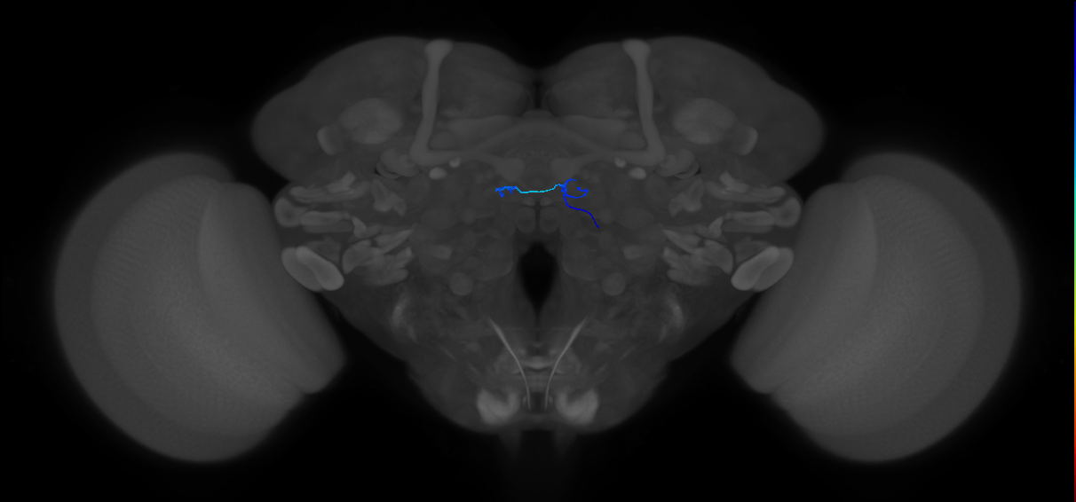 ORN_DM6_R (FlyEM-HB:1667934038)