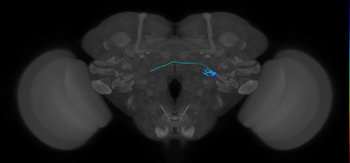ORN_DP1l_R (FlyEM-HB:1793019211)